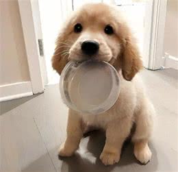狗粮还是自制狗饭?哪种更适合狗狗?