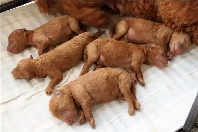 铲屎官必看：泰迪一生的五个阶段，你都知道吗?