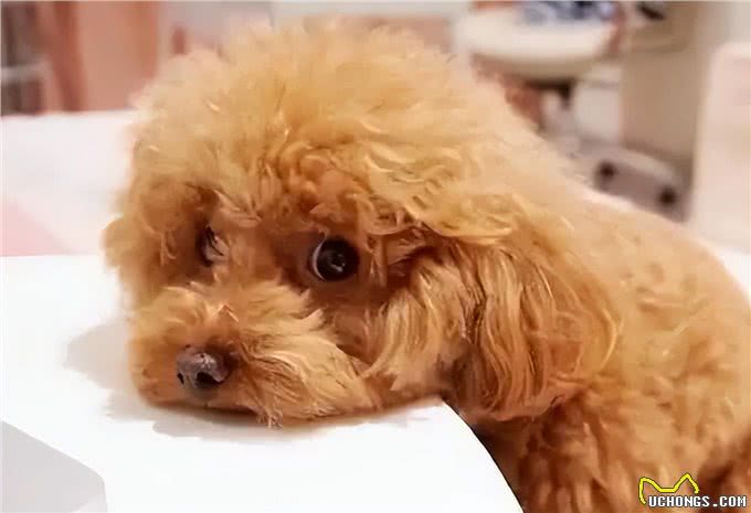 铲屎官必看：泰迪一生的五个阶段，你都知道吗?