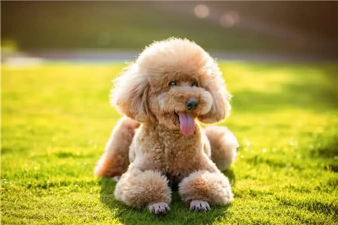 铲屎官必看：泰迪一生的五个阶段，你都知道吗?