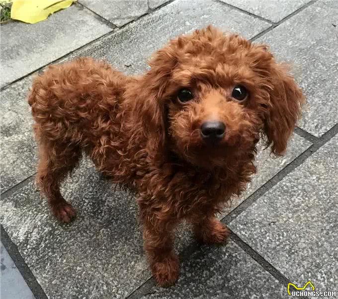 铲屎官必看：泰迪一生的五个阶段，你都知道吗?