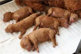 铲屎官必看：泰迪一生的五个阶段，你都知道吗?