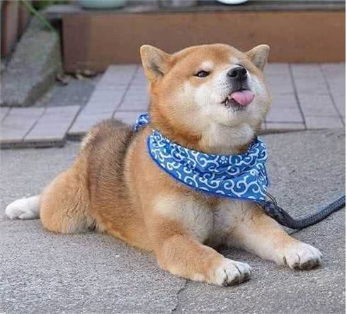 对任何人都好的5种狗，简直就是渣男!