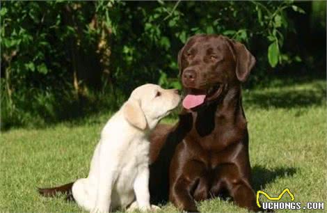 对任何人都好的5种狗，简直就是渣男!