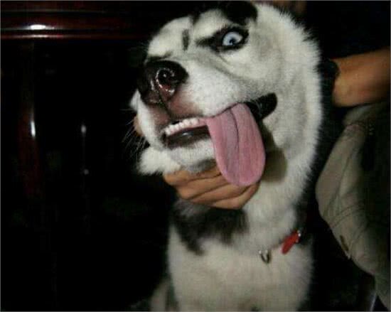 对任何人都好的5种狗，简直就是渣男!