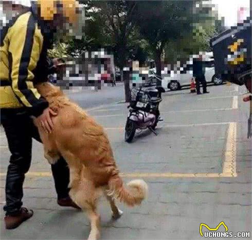 对任何人都好的5种狗,简直就是渣男!