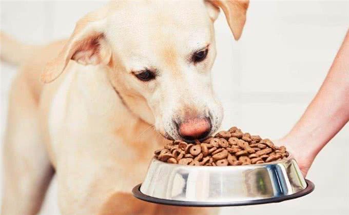 对任何人都好的5种狗,简直就是渣男!