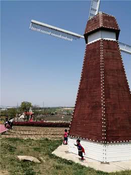 镜子里的短尾猫