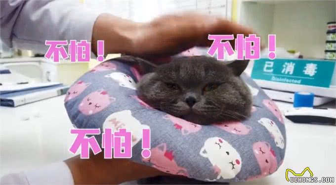 蓝猫被送去医院做绝育，主人表情却过于真实了：求你当个人好吗?