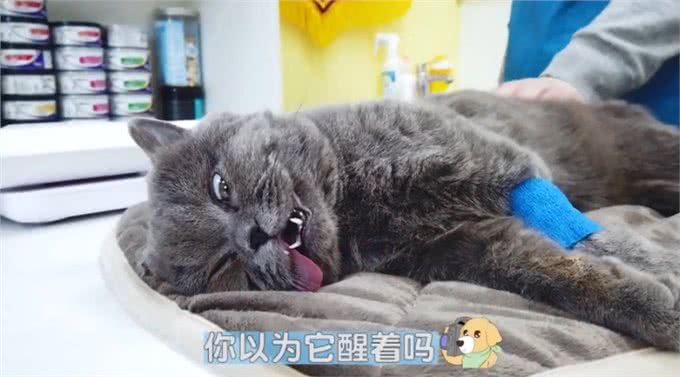 蓝猫被送去医院做绝育，主人表情却过于真实了：求你当个人好吗?