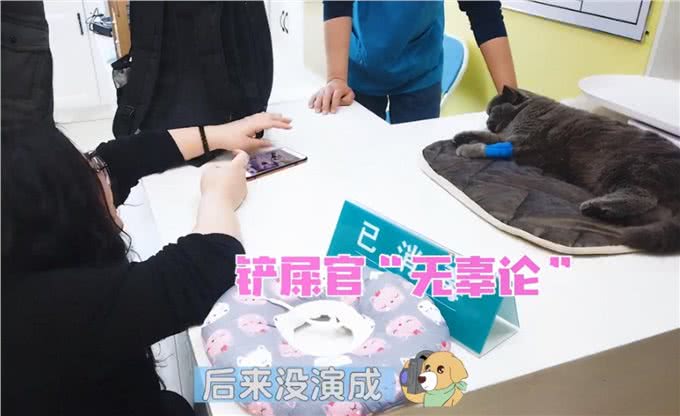 蓝猫被送去医院做绝育，主人表情却过于真实了：求你当个人好吗?