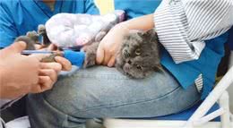 蓝猫被送去医院做绝育，主人表情却过于真实了：求你当个人好吗?