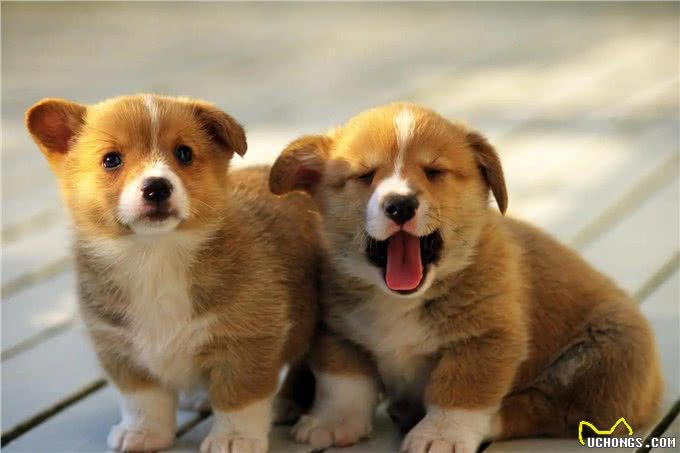 狗狗间近亲繁殖的原因何在?难道狗成年后,认不出自己母亲了?