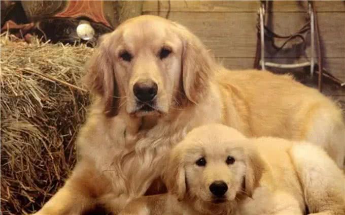 狗狗间近亲繁殖的原因何在?难道狗成年后,认不出自己母亲了?