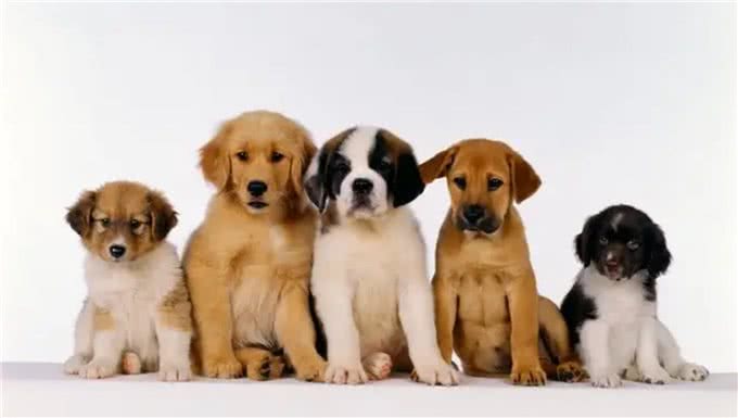 狗狗间近亲繁殖的原因何在?难道狗成年后,认不出自己母亲了?
