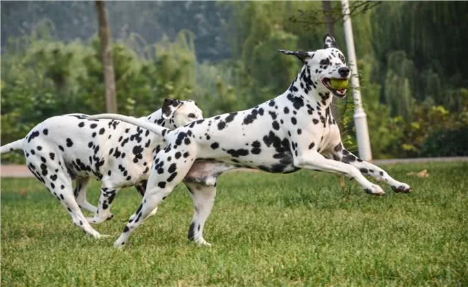 狗狗间近亲繁殖的原因何在?难道狗成年后,认不出自己母亲了?