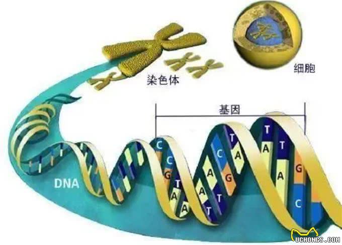狗狗间近亲繁殖的原因何在?难道狗成年后,认不出自己母亲了?