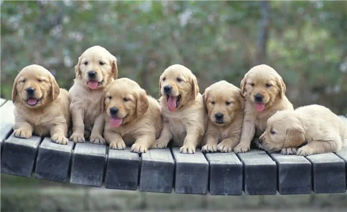 狗狗间近亲繁殖的原因何在?难道狗成年后,认不出自己母亲了?