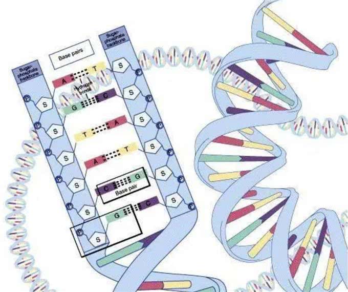 狗狗间近亲繁殖的原因何在?难道狗成年后,认不出自己母亲了?