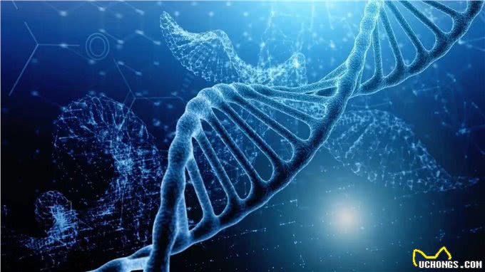 狗狗间近亲繁殖的原因何在?难道狗成年后,认不出自己母亲了?