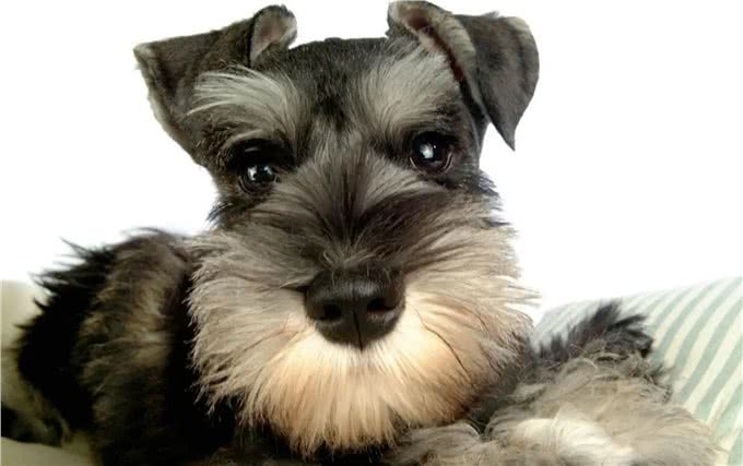 狗狗间近亲繁殖的原因何在?难道狗成年后,认不出自己母亲了?