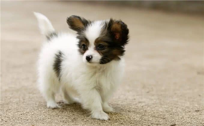 狗狗间近亲繁殖的原因何在?难道狗成年后,认不出自己母亲了?