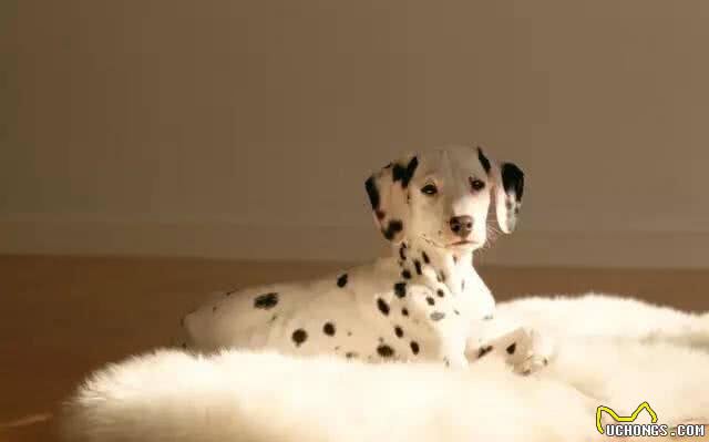 这些可怕的疾病,每只狗狗都要小心