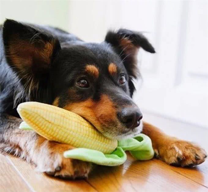 这些可怕的疾病,每只狗狗都要小心