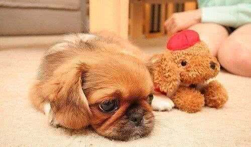 这些可怕的疾病,每只狗狗都要小心