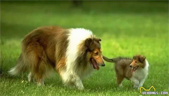 这些可怕的疾病,每只狗狗都要小心