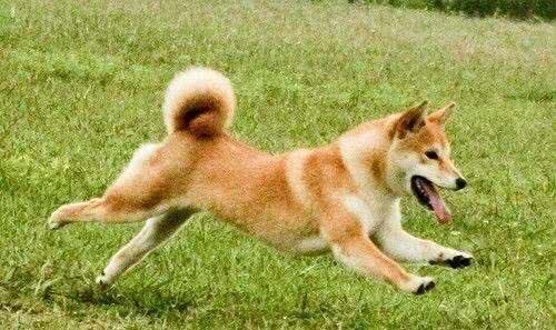 这些可怕的疾病,每只狗狗都要小心