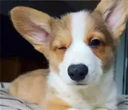 这些可怕的疾病，每只狗狗都要小心