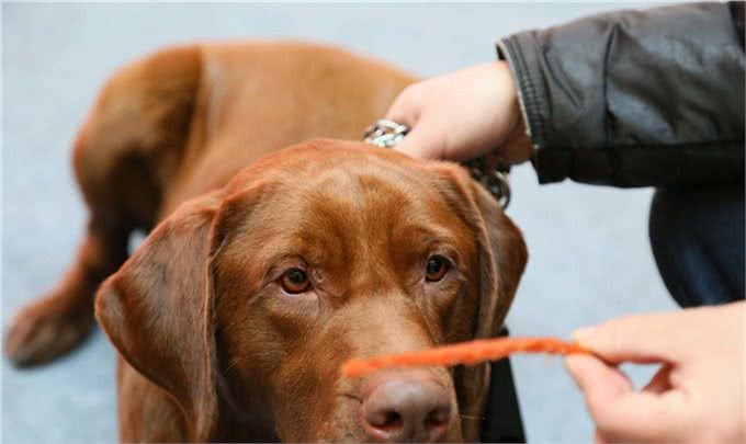 原来养狗还有这么多好处?你们觉得饲养狗狗好么?