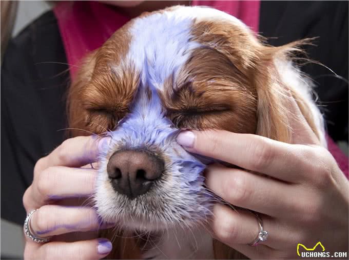 原来养狗还有这么多好处?你们觉得饲养狗狗好么?