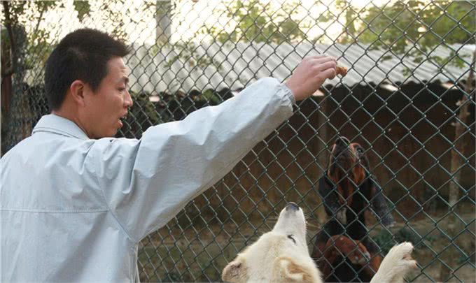 原来养狗还有这么多好处?你们觉得饲养狗狗好么?