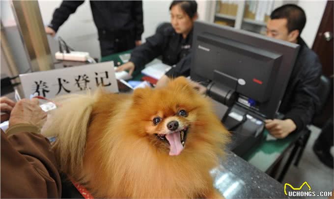 原来养狗还有这么多好处?你们觉得饲养狗狗好么?