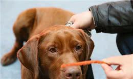 原来养狗还有这么多好处?你们觉得饲养狗狗好么?