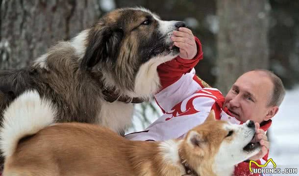 实在是可笑!对俄罗斯的猫进行制裁，猫咪:我做错了什么?