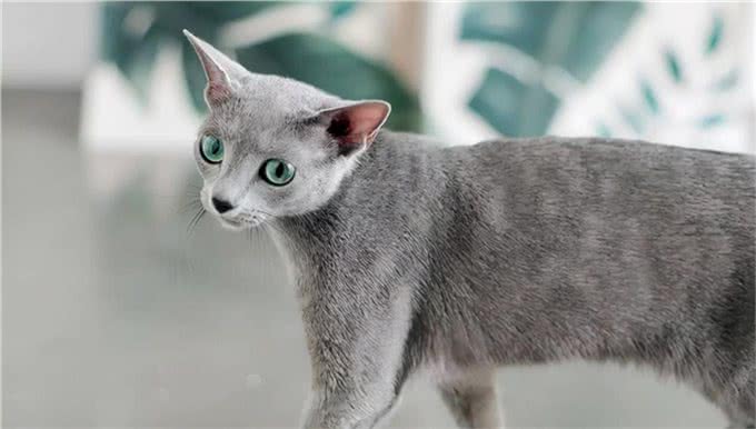 实在是可笑!对俄罗斯的猫进行制裁，猫咪:我做错了什么?