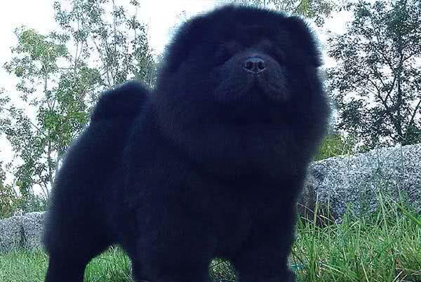 男子说在路边看到一只黑色的流浪松狮,网友过去吓得坐到地上