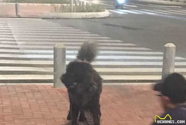男子说在路边看到一只黑色的流浪松狮,网友过去吓得坐到地上