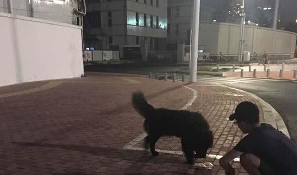 男子说在路边看到一只黑色的流浪松狮,网友过去吓得坐到地上