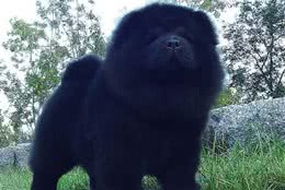 男子说在路边看到一只黑色的流浪松狮，网友过去吓得坐到地上