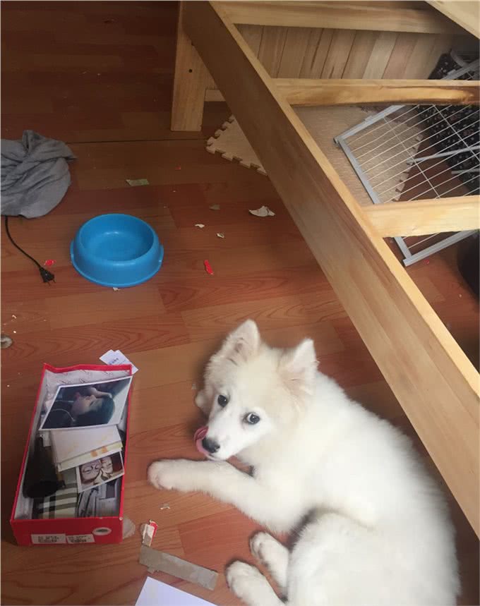 萨摩耶犬怎么养?宝妈告诉你