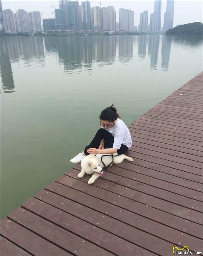 萨摩耶犬怎么养?宝妈告诉你