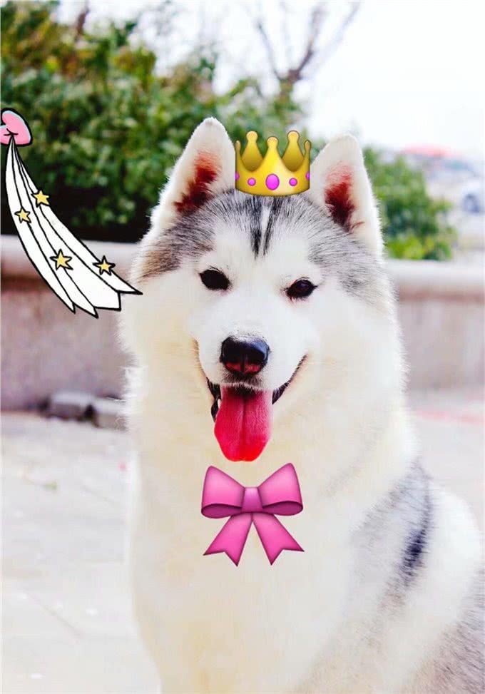 训练出一只爱干净的宠物狗