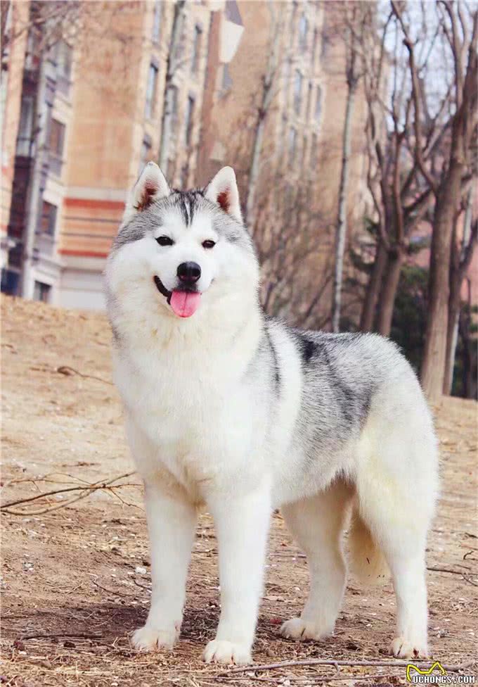 训练出一只爱干净的宠物狗