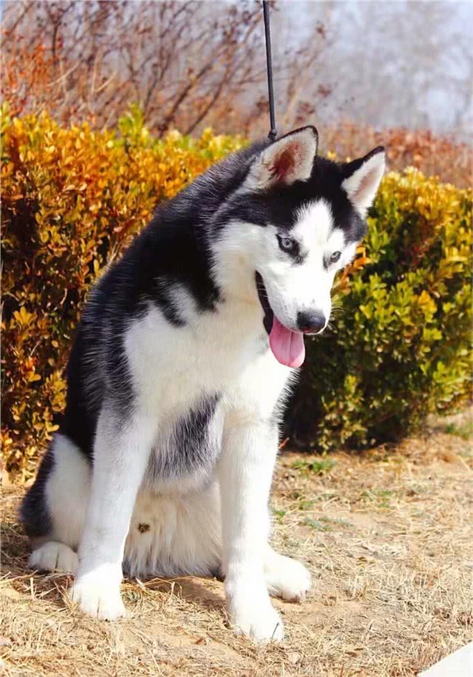 训练出一只爱干净的宠物狗