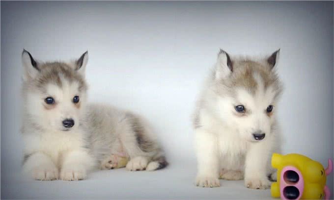 训练出一只爱干净的宠物狗