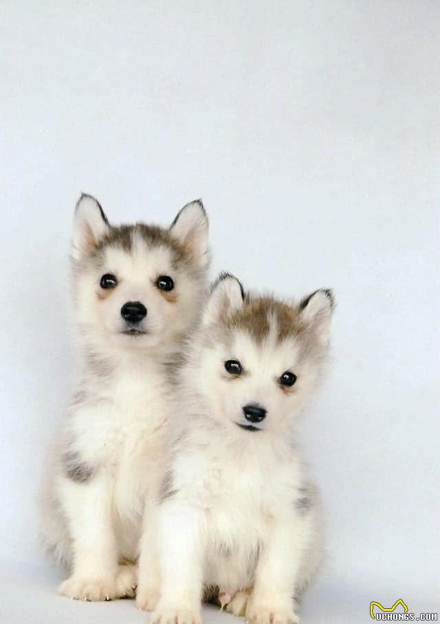 训练出一只爱干净的宠物狗